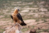 Vultures of Col de Pal